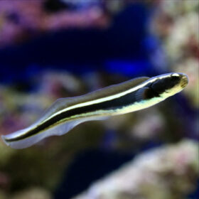 Pholidichthys Leucotaenia