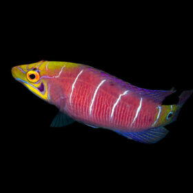 Pseudocheilinus Ocellatus