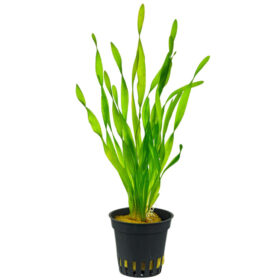 Vallisneria Torta Pot