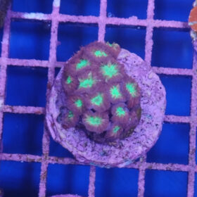 Blastomussa Wellsi Ultra