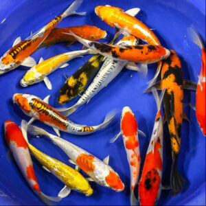 Koi Mix