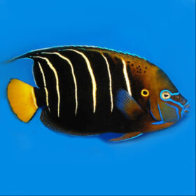 Pomacanthus Chrysurus Adult