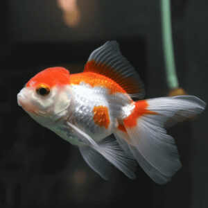 Red White Lionhead Fantail Goldfish (7-9cm)