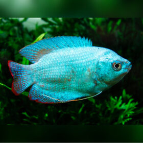 Gourami Dwarf Powder Blue
