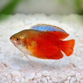 Gourami Dwarf Royal Red Male