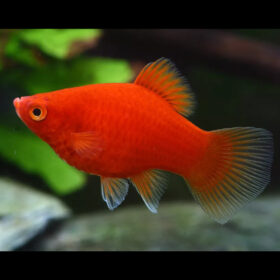 Platy Coral Dark Red