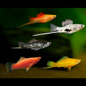 Swordtail mix