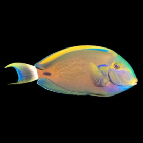 Acanthurus Fowleri, Blackspine Surgeonfish