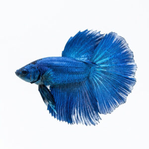 Betta Super Delta Male Blue WYSIWYG