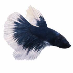 Betta Super Delta Male Blue White WYSIWYG