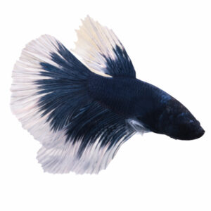 Betta Super Delta Male Blue White WYSIWYG