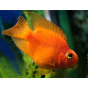 Blood Parrot Fish S