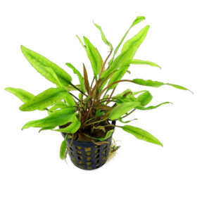 Cryptocoryne Undulatus pot