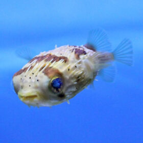 Diodon Holocanthus, Porcupine Puffer
