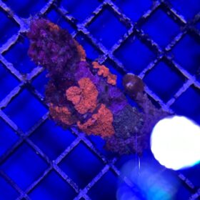 Discosoma Ferrugatus Red (Grade A)