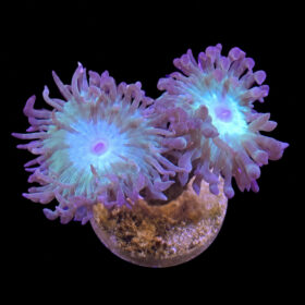 Duncanopsammia Axifuga (2 heads)