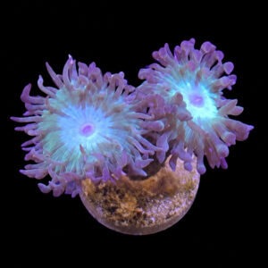 Duncanopsammia Axifuga (2 heads)
