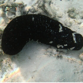 Holothuria Lencospilota, Black Cucumber