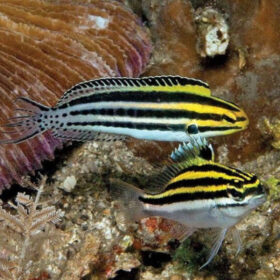 Meiacanthus Grammistes, striped blenny