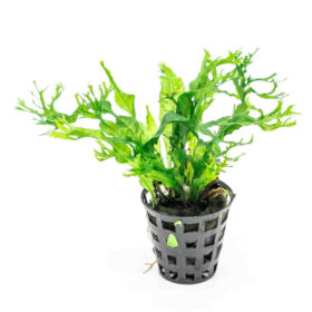Microsorium Pteropus Windelov pot