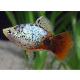 Platy Coral Blue Calico