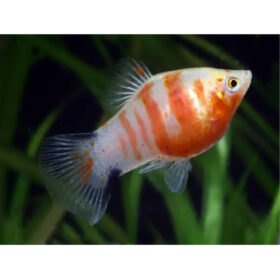 Platy Coral Zebra