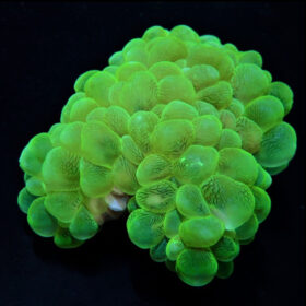 Plerogyra Sinuosa Green, Bubble coral