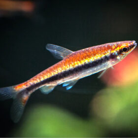 Red Nannostomus