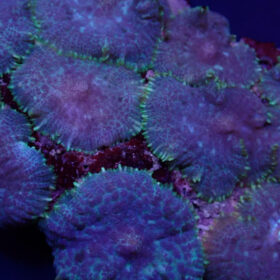 Rhodactis Inchoata Blue-Purple