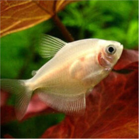 Tetra Fluorescent White