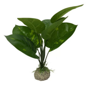 AQUA DELLA Plant Anubia