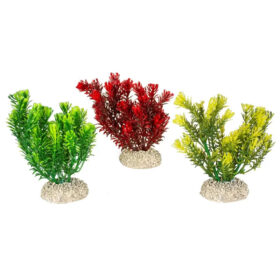 AQUA DELLA Plant Canadensis
