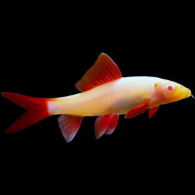 Albino Rainbow Shark, Epalzeorhynchos frenatum