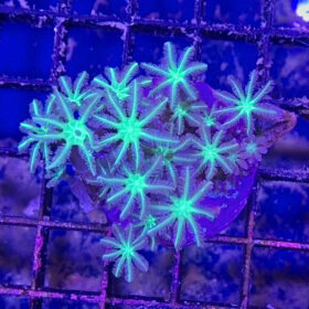 Clavularia spp. frag