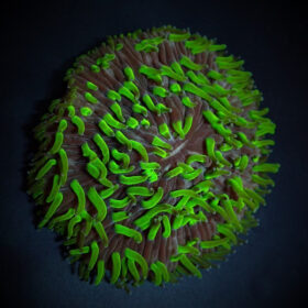 Cycloseris Green