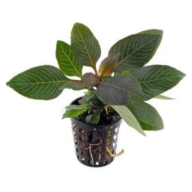 Hygrophila Compacta Mini