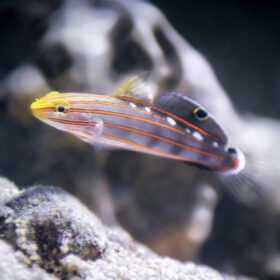 Koumansetta Rainfordi, Court Jester Goby