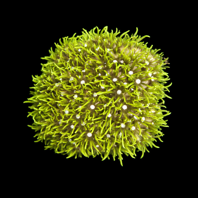 Pachyclavularia Violacea (Green) Aber aquatic Pachyclavularia Violacea Green