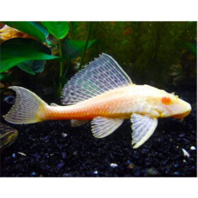 Plecostomus albino
