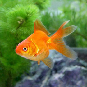 Ryukin Goldfish