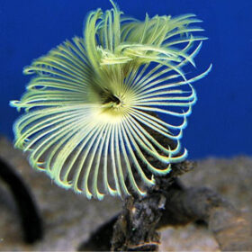 Sabellastarte (Yellow), Feather duster / tubeworm