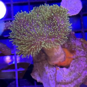 Sarcophyton Leather Green (Toadstool)