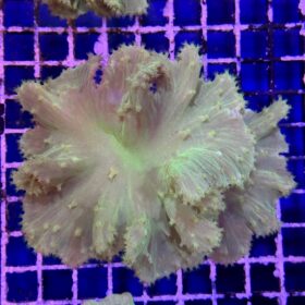 Sinularia Dura Toxic Green 2