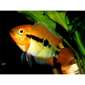 rainbow cichlid