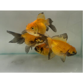 Χρυσόψαρα Pearl Scale Yellow-Black