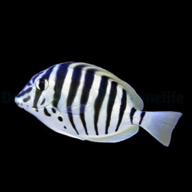 Acanthurus Polyzona