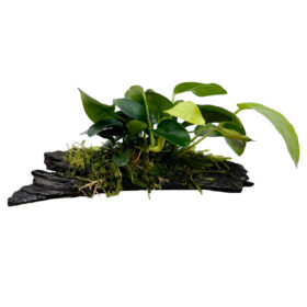 Anubias sp. on bogwood