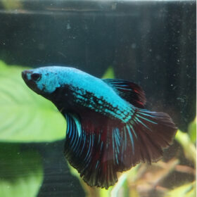 Betta Dragon WYSIWYG