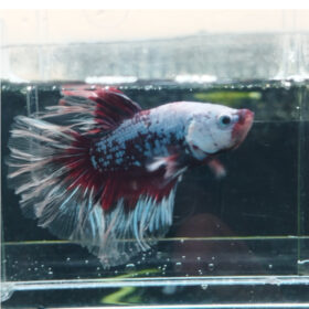 Betta Dragon WYSIWYG