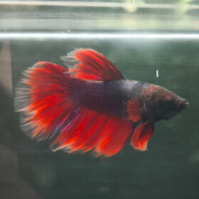 Betta Male (Red-Blue) WYSIWYG